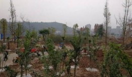 新春园林最新爆料消息,匠心独运，焕新之作即将亮相